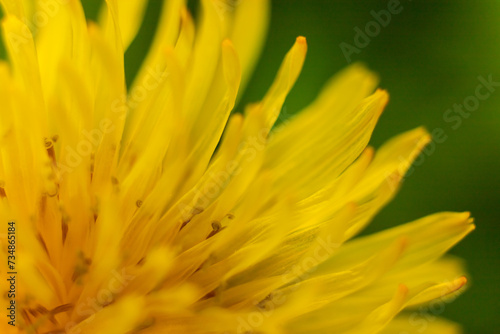 Green field with yellow dandelions. Closeup of yellow spring flowers on the ground