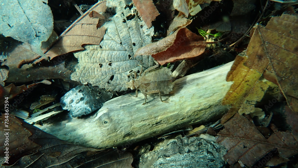 Naklejka premium 湖の中に生息する水生昆虫のアップ
