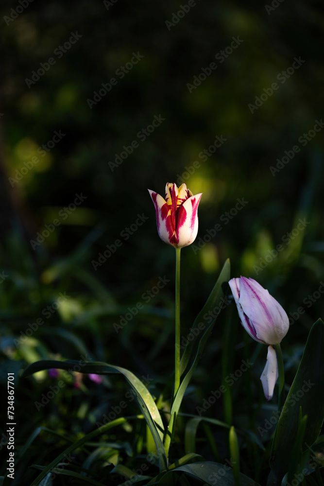 A single pink tulip in focus and reflections on the mirror or glass or window. Spring flowers background photo