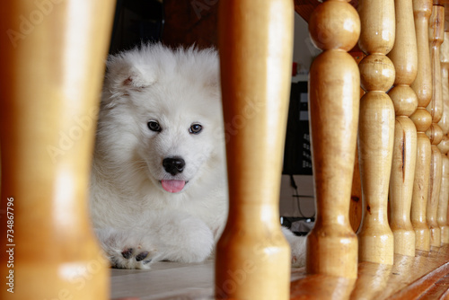 Fényképezés A Samoyed puppy watches what is happening from behind the balusters of a bookshe
