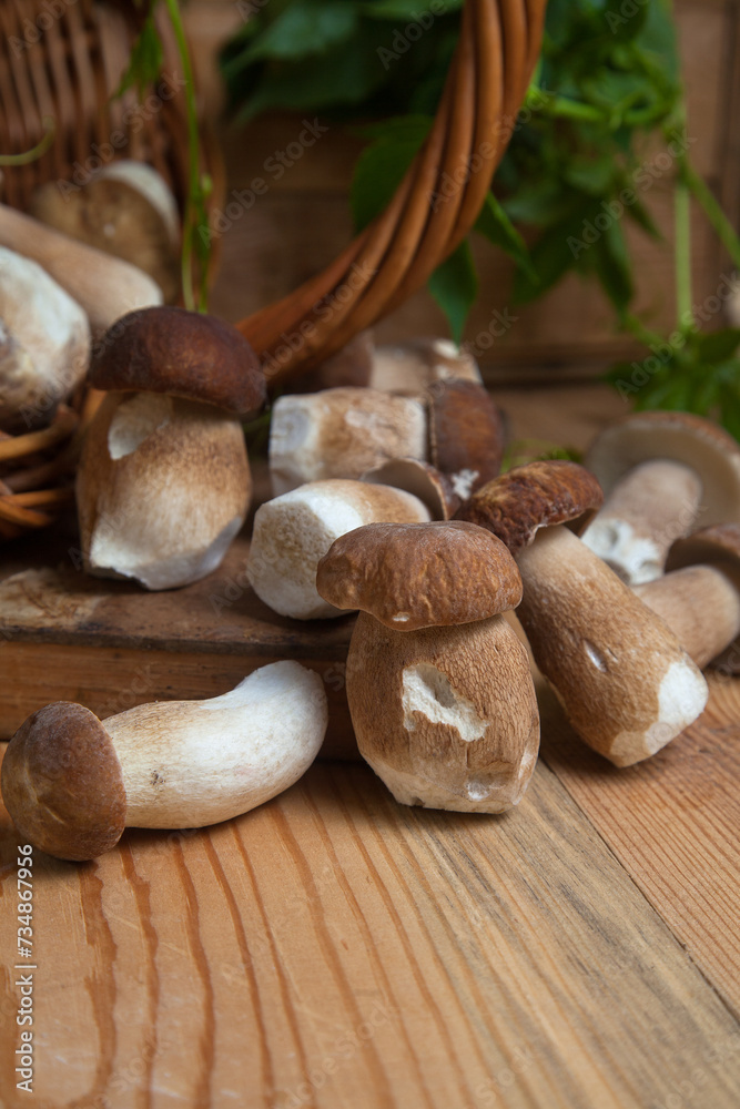 Selective focus on beautyfull porcini mushroom among the pile of wild porcini mushrooms on wooden background at autumn season.. Selective focus on beautyfull porcini mushroom among the pile of wild porcini mushrooms on wooden background at autumn season..