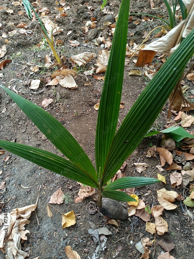 Obraz premium The coconut tree is a member of the palm tree family and the only living species of the genus Cocos. 
