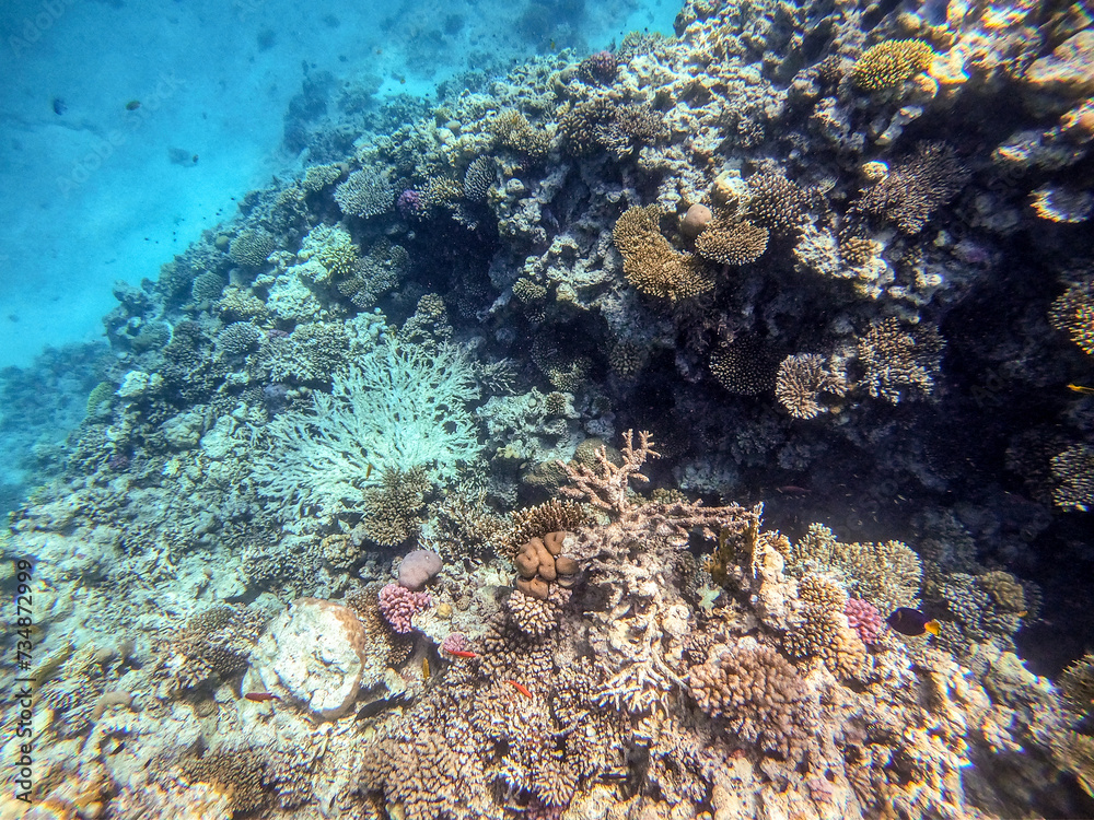 Fototapeta premium Underwater life of reef with corals and tropical fish. Coral Reef at the Red Sea, Egypt.