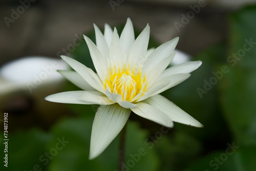 White lotus flower with green leaves background in the pond.
