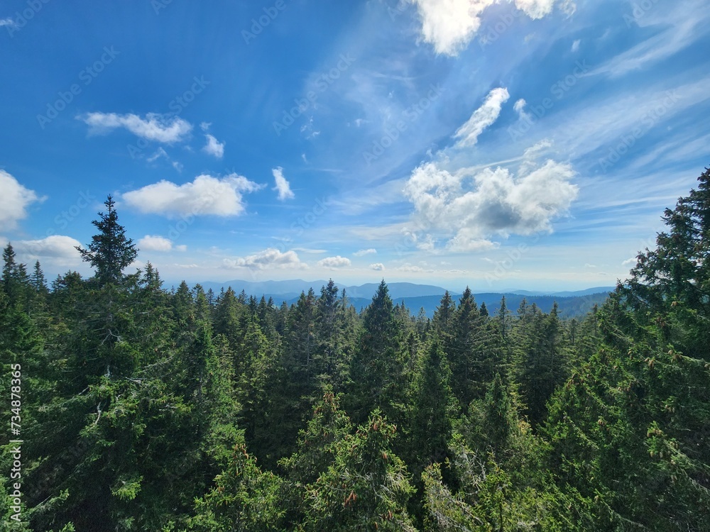 Clouds over the pine forest