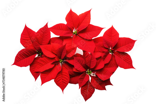 Luxurious Red Poinsettias Showcase Isolated On Transparent Background