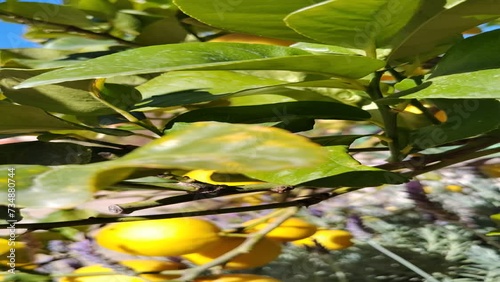 Fresh yellow ripe lemons on lemon tree in garden