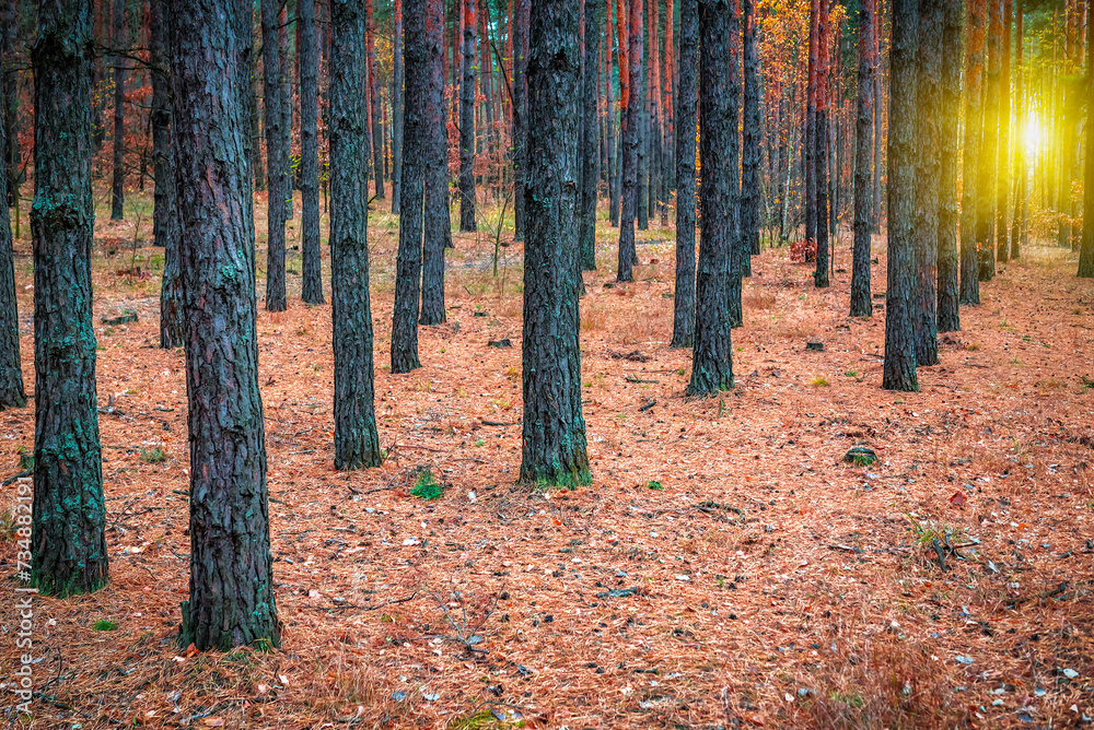 Obraz premium Sunlight in autumn pine forest
