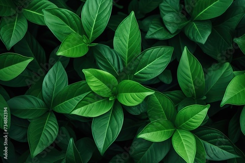 Photo of green leaves background.