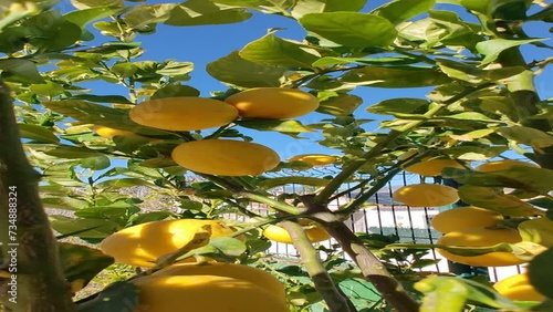 Fresh yellow ripe lemons on lemon tree in garden