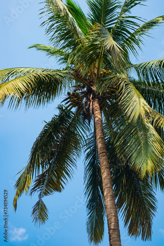Coconut Palm Tree Low angle view. Palm trees against blue sky
