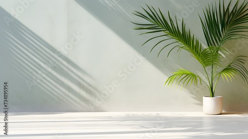 Modern summer minimal of tropical plam leaf tree branch in sunlight with long shadows on concrete plain wall background, copy space interior lifestyle Mediterranean backdrop scene,ai generate © Ziyan
