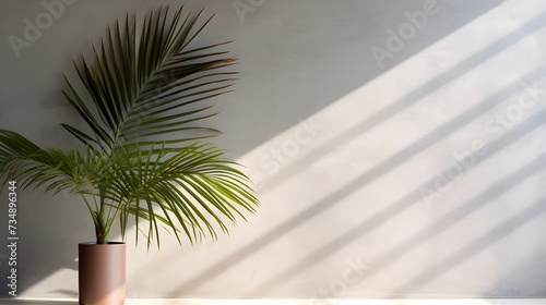 Modern summer minimal of tropical plam leaf tree branch in sunlight with long shadows on concrete plain wall background, copy space interior lifestyle Mediterranean backdrop scene,ai generate