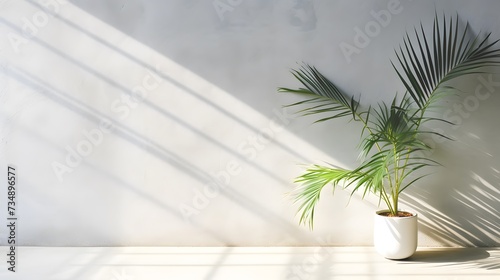 Modern summer minimal of tropical plam leaf tree branch in sunlight with long shadows on concrete plain wall background, copy space interior lifestyle Mediterranean backdrop scene,ai generate © Ziyan