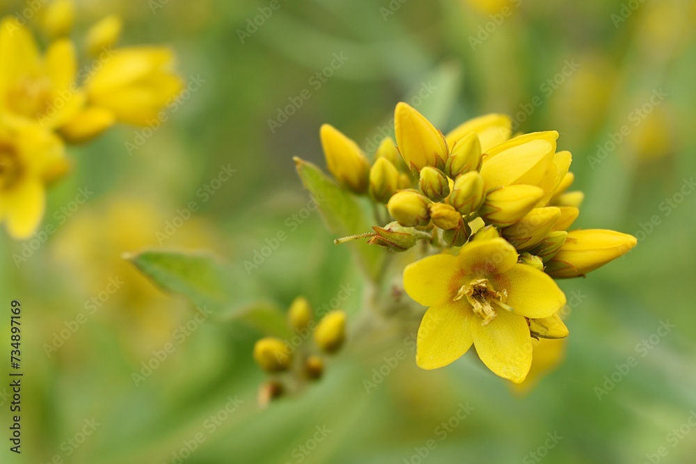 Macro de Lysimaque vulgaire (Lysimachi vulgaris) fleurissant dans la nature