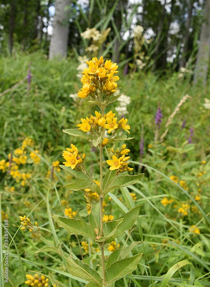 Obraz premium Lysimaque vulgaire (Lysimachi vulgaris) fleurissant dans la nature