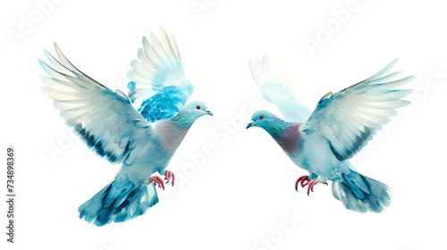 flying pigeon bird in action isolated on white background, two white pigeon flying  © PX Studio