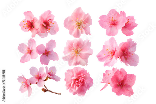 Collection of pink sakura flowers top view isolated on white background