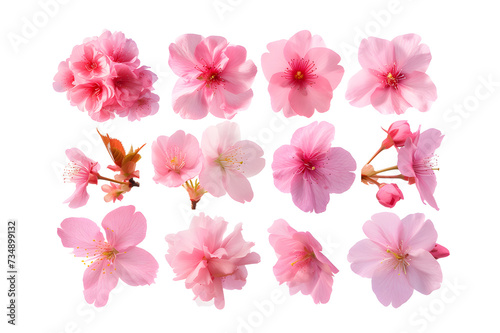 Collection of pink sakura flowers top view isolated on white background