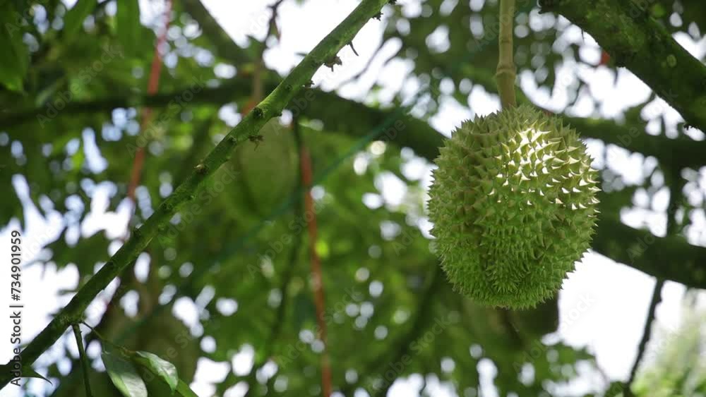 Durian Mhontong on the durian tree Durian Mhontong on the durian tree
