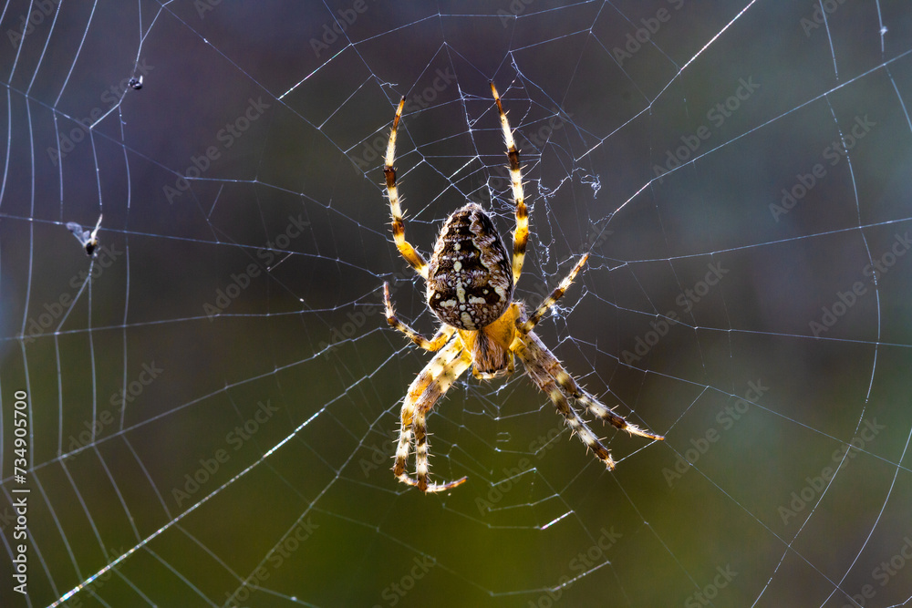 Close-up. Female garden spider (Araneus Diadematus) sitting on the web. Close-up. Female garden spider (Araneus Diadematus) sitting on the web.