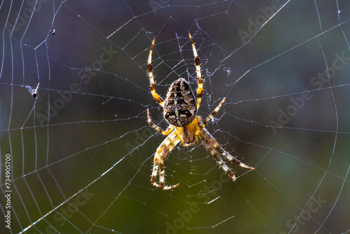 Close-up. Female garden spider (Araneus Diadematus) sitting on the web.