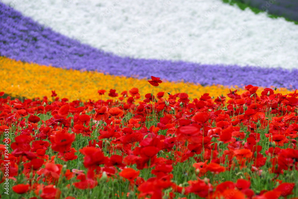 夏の富良野・美瑛