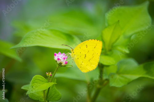 Common grass yellow butterfly on a pink persicaria thunbergii flower. photo