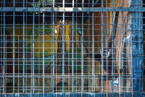 A kalawat gibbon (Hylobates muelleri) stares out of a wire-covered cage