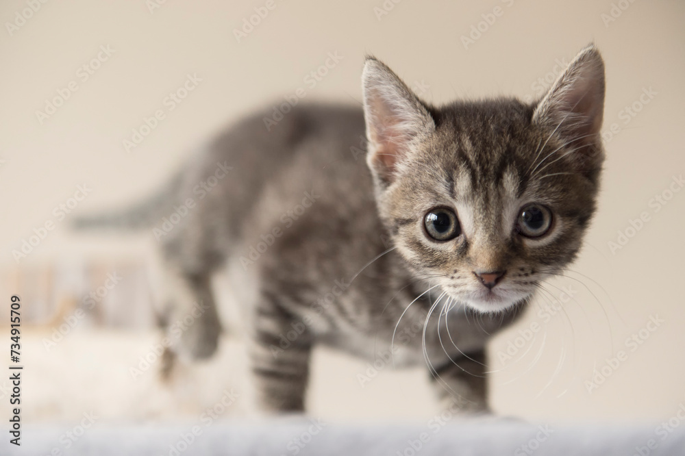 Porträt eines jungen getigerten Kätzchens