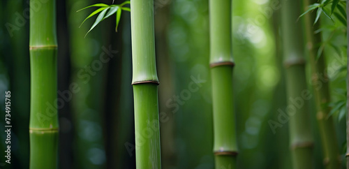 Close up of green bamboo forest background with copy space  spa and zen banner design