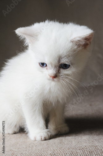 Sad purebred kitten with blue eyes