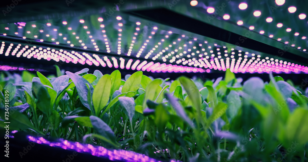 Agricultural Racking System Vertical Farming Rack with Green Spinach Growing in Hydroponics System ...