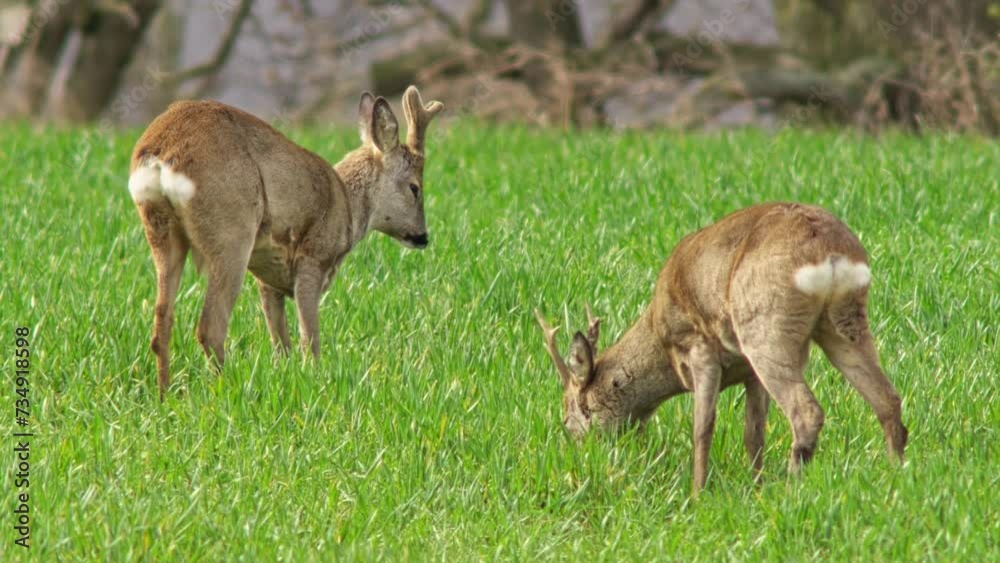 a few Deer (Capreolus capreolus) standing and lying in a green field while eating and resting, Magdeburg, Saxony-Anhalt, Germany, Europe a few Deer (Capreolus capreolus) standing and lying in a green field while eating and resting, Magdeburg, Saxony-Anhalt, Germany, Europe