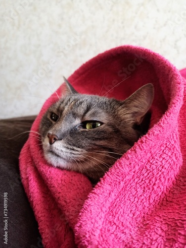 Gray cat wrapped in a pink towel on a sofa at home.