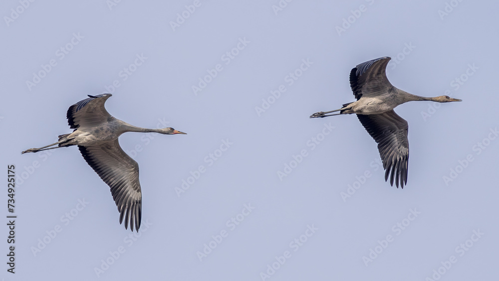 Obraz premium Sandhill cranes in flight during migration