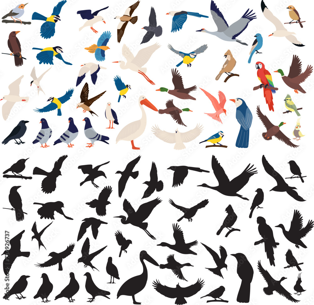 set of birds, different breeds in flat style on a white background vector