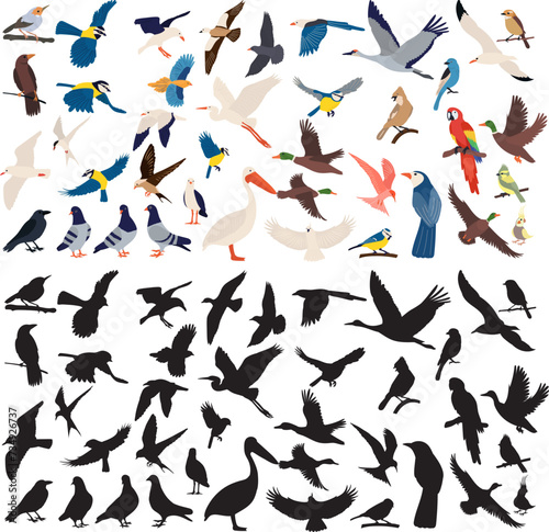 set of birds, different breeds in flat style on a white background vector