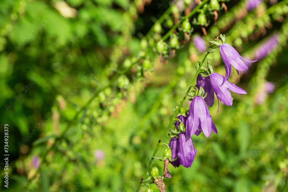 Purple bellflower in nature or garden Purple bellflower in nature or garden