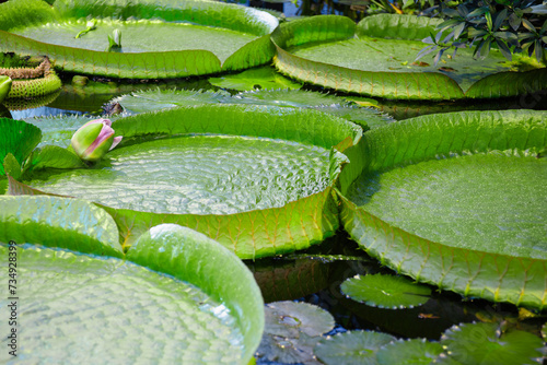 Giant Waterlily Leaves on water surface, Pink flower Blooms