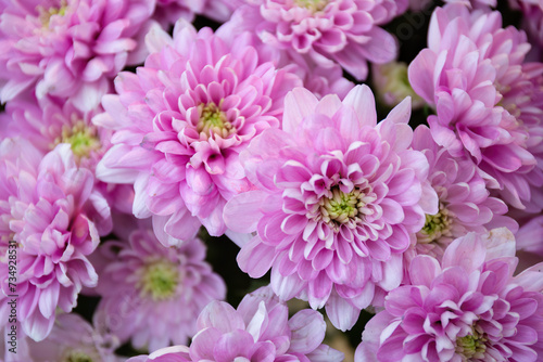 Pink Chrysanthemum Blossoms Close-Up flowers