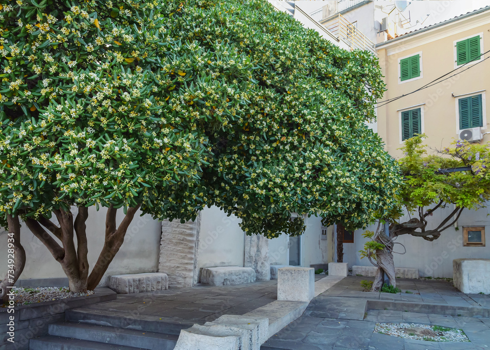 Blossoming orange tree in Piran on a spring morning, Slovenia.