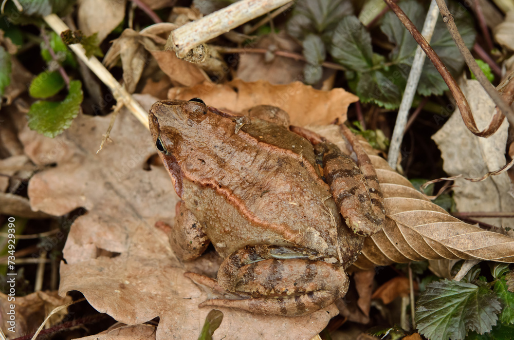 European common frog in the spring forest European common frog in the spring forest