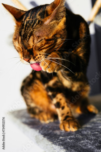 Bengal cat licking itself in sunlight