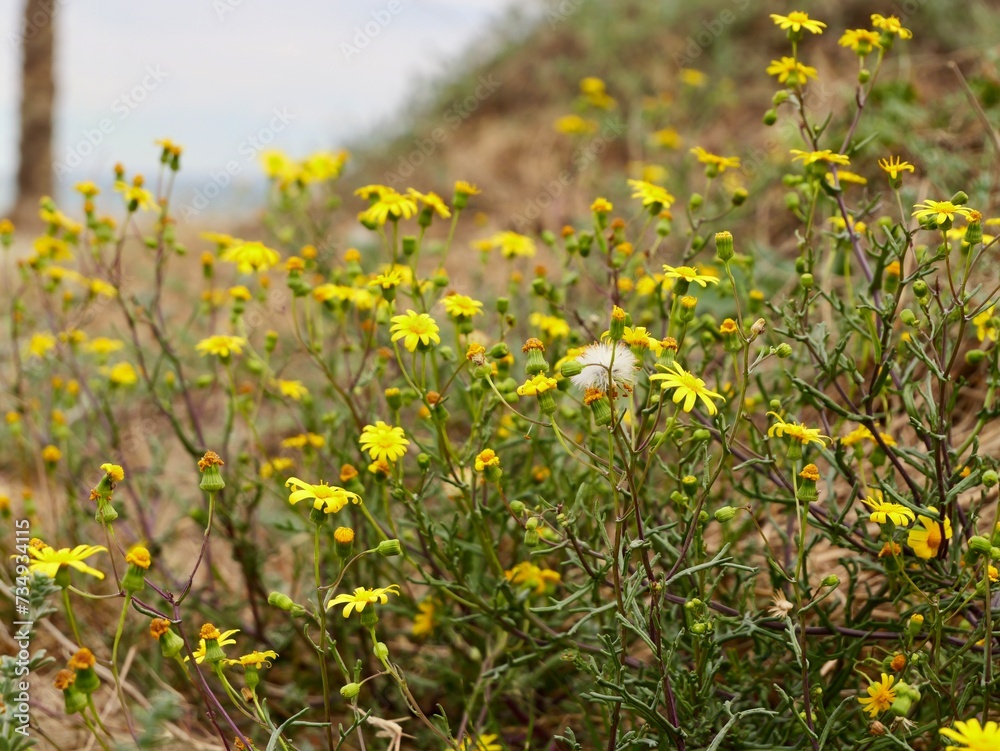 Yellows flowers of groundsel or old-man-in-the-spring (Senecio vulgaris) growing on sand dune, Spain