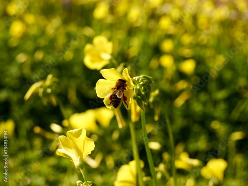 Bee on yellow flowers of Oxalis pes-caprae  African wood-sorrel  Bermuda buttercup  Bermuda sorrel  buttercup oxalis  Cape sorrel  English weed  goat s-foot  sourgrass  soursob or soursop   Spain