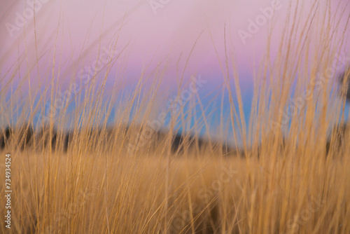 Pink and blue pastel sky behind stalks of grass on farm photo