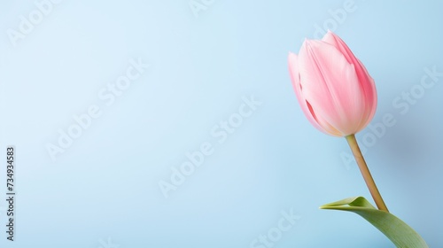 A single tulip against a soft pastel background with large copyspace area, offcenter composition