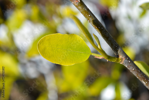 Siebolds magnolia leaf photo