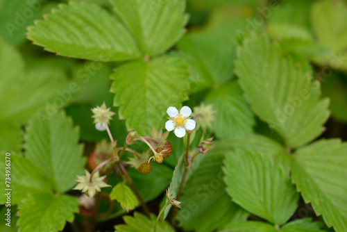 Wild strawberry flowers